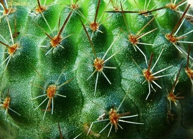 Rebutia _cajasensis_ 03